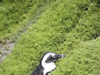 Duplicate  MG 4787 : Pinguins, Betty's Bay
