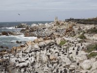 Duplicate  MG 4789 : Pinguins, Betty's Bay