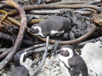 Duplicate  MG 4803 : Pinguins, Betty's Bay