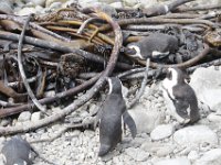 Duplicate  MG 4804 : Pinguins, Betty's Bay