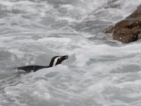 Duplicate  MG 4807 : Pinguins, Betty's Bay