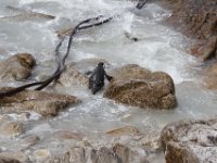 Duplicate  MG 4809 : Pinguins, Betty's Bay
