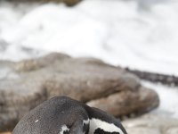 Duplicate  MG 4815 : Pinguins, Betty's Bay