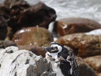 Duplicate  MG 4819 : Pinguins, Betty's Bay