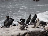 Duplicate  MG 4820 : Pinguins, Betty's Bay, Aalscholver