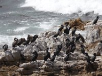 Duplicate  MG 4822 : Betty's Bay, Aalscholver