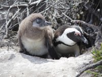 Duplicate  MG 4832 : Pinguins, Betty's Bay