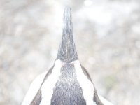Duplicate  MG 4833 : Pinguins, Betty's Bay