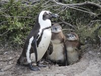 Duplicate  MG 4842 : Pinguins, Betty's Bay