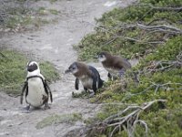 Duplicate  MG 4844 : Pinguins, Betty's Bay