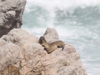 Duplicate  MG 4871 : Otters, Betty's Bay
