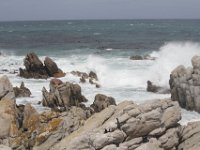 Duplicate  MG 4876 : Betty's Bay, Aalscholver