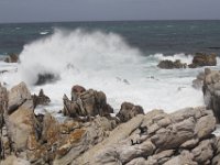 Duplicate  MG 4878 : Betty's Bay, Aalscholver