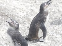 Duplicate  MG 4896 : Pinguins, Betty's Bay