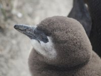 Duplicate  MG 4906 : Pinguins, Betty's Bay
