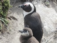 Duplicate  MG 4909 : Pinguins, Betty's Bay