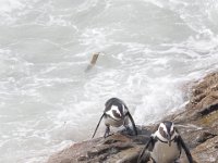 Duplicate  MG 4914 : Pinguins, Betty's Bay