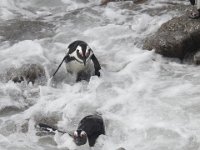 Duplicate  MG 4917 : Pinguins, Betty's Bay