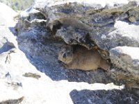 Duplicate  MG 6052 : Table Mountain, Dassie