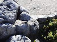 Duplicate  MG 6068 : Lizards, Table Mountain
