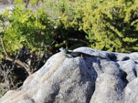 Duplicate  MG 6074 : Lizards, Table Mountain