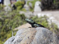 Duplicate  MG 6076 : Lizards, Table Mountain