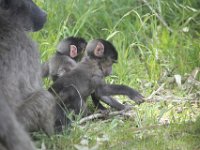 Duplicate  MG 6093 : Monkeys, Cape of Good Hope