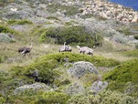 Duplicate  MG 6132 : Struisvogels, Cape of Good Hope