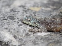 Duplicate  MG 6239 : Lizards, Cape of Good Hope
