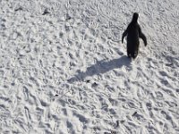 Duplicate  MG 6264 : Pinguins, Boulders