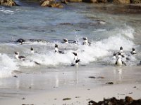 Duplicate  MG 6268 : Pinguins, Boulders