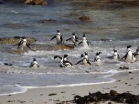 Duplicate  MG 6269 : Pinguins, Boulders