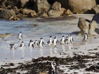 Duplicate  MG 6270 : Pinguins, Boulders