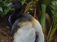 Duplicate 2012 10 21 1450 : Birds, Zuid-Afrika