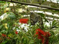 Duplicate 2012 10 30 1410 : Butterflies, Zuid-Afrika