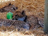 Duplicate Cheetah1 : Cheetah, Somerset West