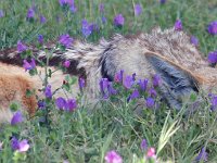 Duplicate Cheetah2 : Somerset West, Jackal