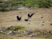 Duplicate Dikkops : Cape of Good Hope, Dikkop