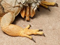 Duplicate Iguana1 : Lizards, Klapmuts