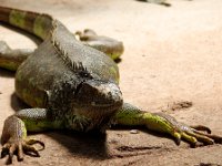 Duplicate Iguana2 : Lizards, Klapmuts