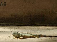 Duplicate Iguanas3 : Lizards, Zuid-Afrika