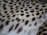 Duplicate  MG 6295 : Cheetah, Somerset West