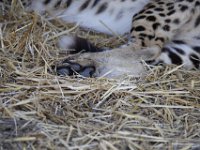 Duplicate  MG 6305 : Cheetah, Somerset West