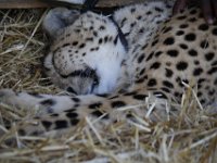 Duplicate  MG 6306 : Cheetah, Somerset West