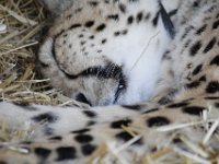 Duplicate  MG 6308 : Cheetah, Somerset West