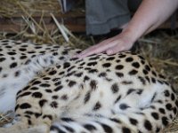 Duplicate  MG 6311 : Cheetah, Somerset West