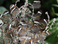 Duplicate  MG 6392 : Butterflies, Klapmuts