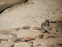 Duplicate  MG 6393 : Butterflies, Klapmuts