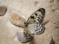 Duplicate  MG 6394 : Butterflies, Klapmuts