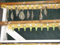 Duplicate  MG 6400 : Butterflies, Klapmuts